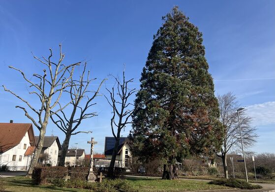 Mammutbaum im Stadtgebiet von Bühl